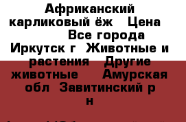 Африканский карликовый ёж › Цена ­ 6 000 - Все города, Иркутск г. Животные и растения » Другие животные   . Амурская обл.,Завитинский р-н